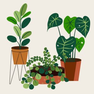 beige background with 3 green houseplants in terracotta pots