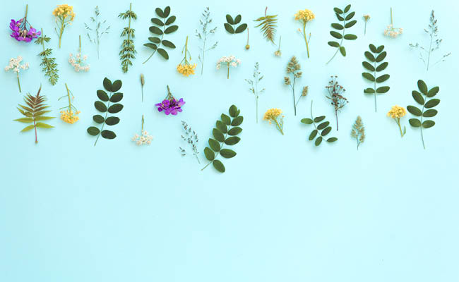 Various green leaves and small yellow, white, and purple flowers on a light blue background.