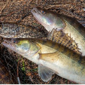 Two fish on a dark fishing net with shiny scales and prominent fins.