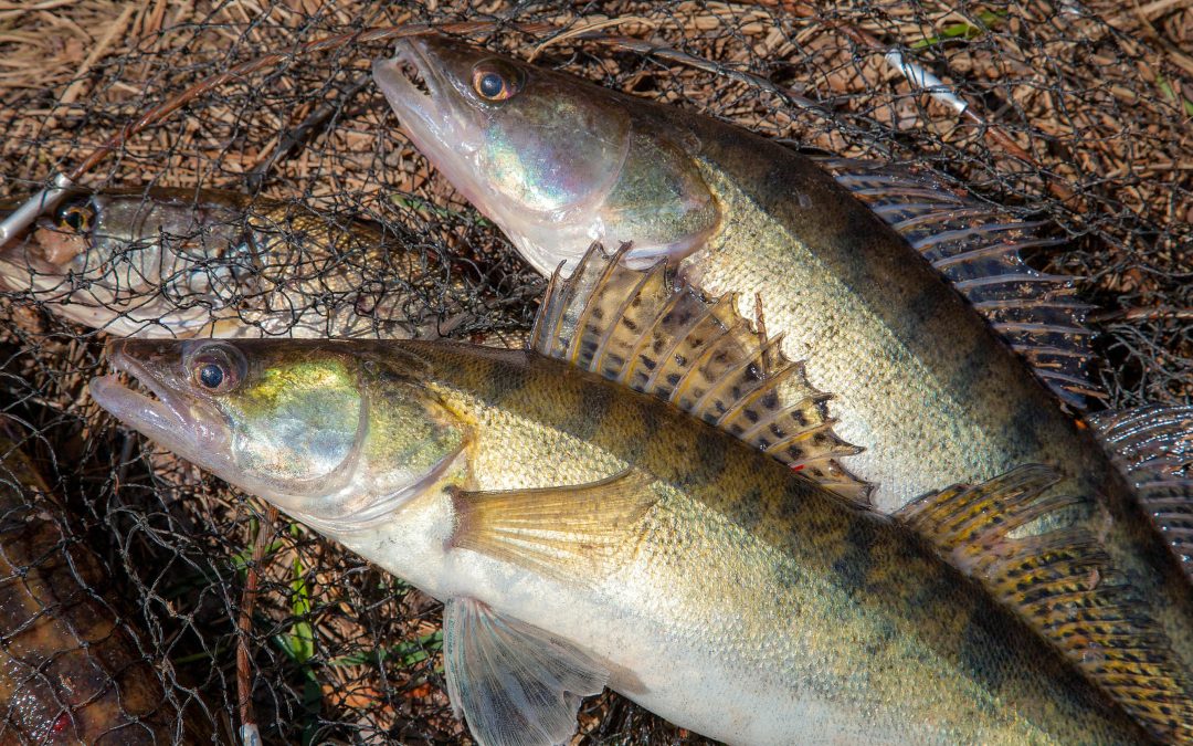 Two fish on a dark fishing net with shiny scales and prominent fins.