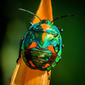Colorful iridescent bug on an orange leaf with a green blurry background.