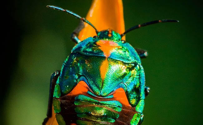 Colorful iridescent bug on an orange leaf with a green blurry background.